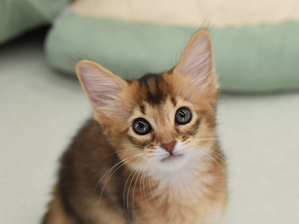 ソマリ　ルディ　めす　（２５年７月２８日生れ）